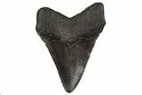 Fossil Megalodon Tooth - South Carolina #332072-1